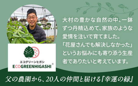 観葉植物 マランタレモンライム 鉢植え 大村市 エコグリーンヒガシ/マランタ 室内植物 植物 鉢付き インテリア おしゃれ ギフト プレゼント[ACAL010]