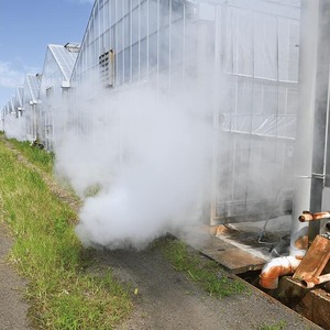 2026年 発送 訳あり 温泉 完熟 マンゴー 約1kg トロピカルファームいぶすき IB059-003 マンゴー フルーツ 果物 わけあり ご家庭用