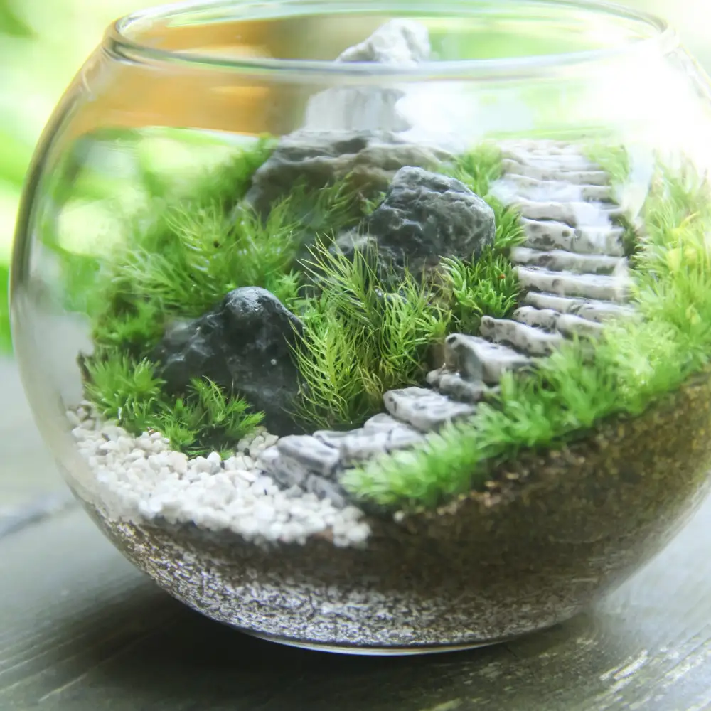 《苔テラリウム・コケリウム》階段の風景 ボウルL