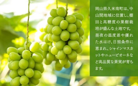 【種なし】岡山県産 シャインマスカット 1房箱 計約800g マスカット ぶどう ブドウ 葡萄 フルーツ 種無し【2026年10月上旬-11月下旬発送予定】