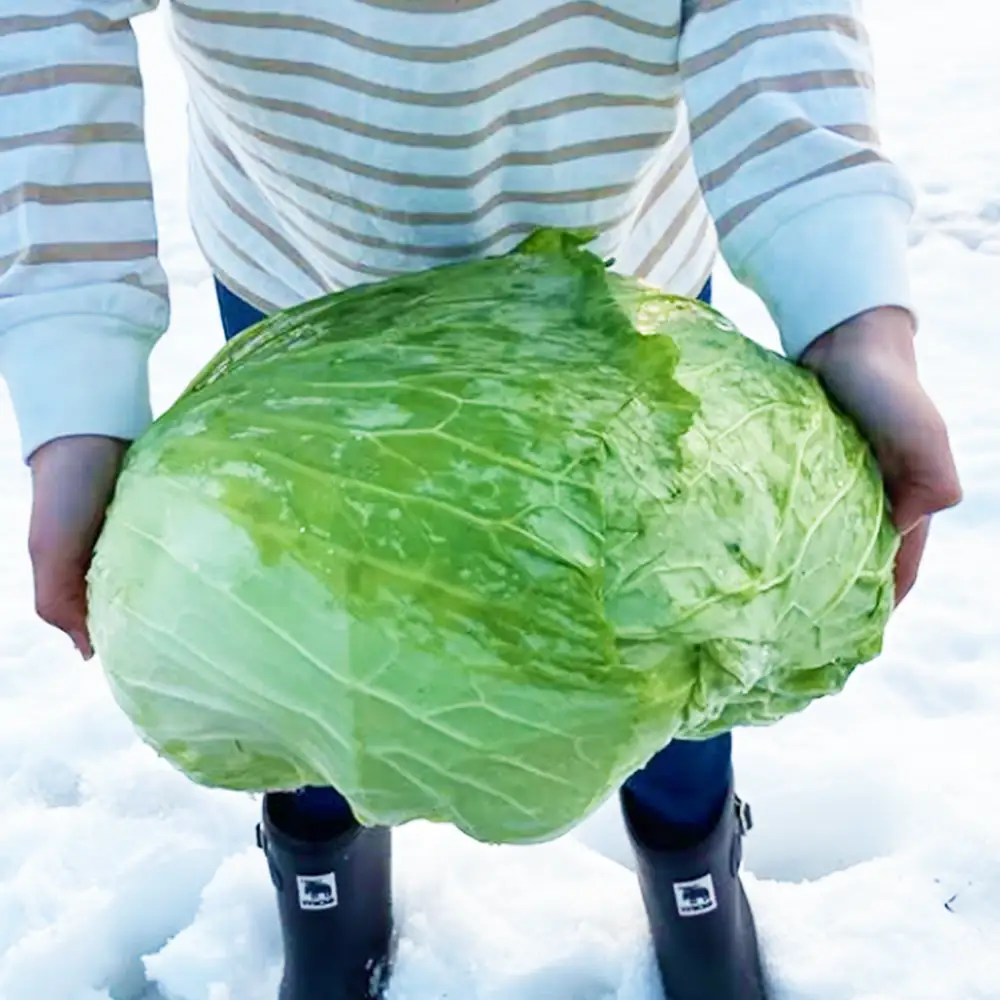 【先行予約】2027年1月中旬より発送！大きな雪下キャベツ約2.5kg×2玉　【07208-0789】