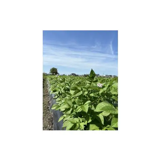 【先行予約受付中】無農薬　無化学肥料　無除草剤　夏のお野菜セット（旬の有機野菜5～10種類前後）