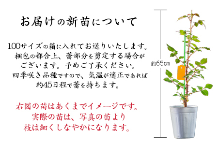 宮沢賢治が愛したバラ「グルスアンテプリッツ」新苗　＜2026年6月より随時発送＞