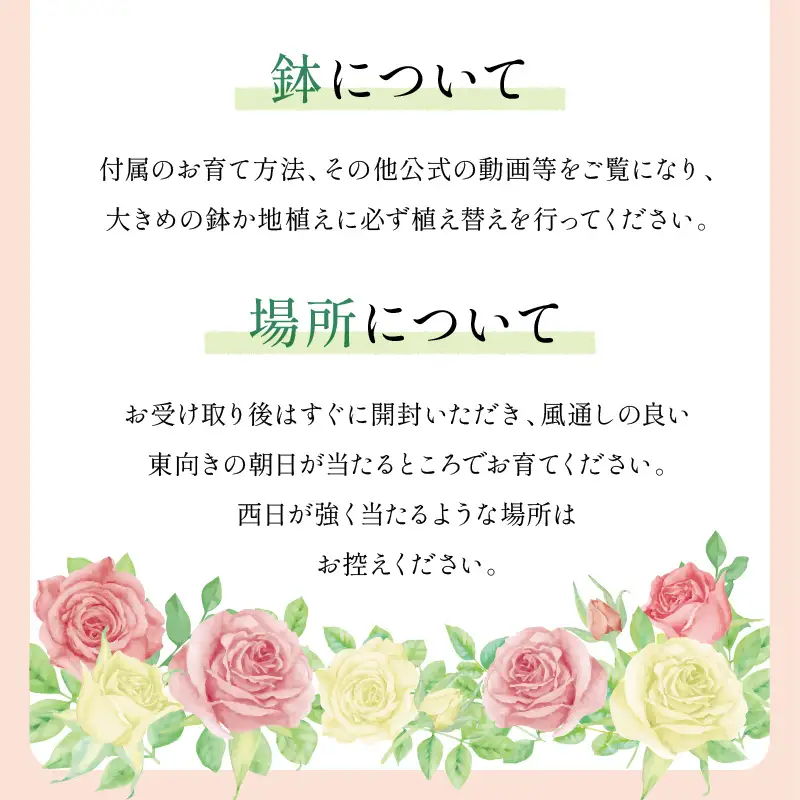 【イングリッシュローズ】デビッド・オースチン ボスコベル 6L鉢苗（バラ専用肥料付）【025D-049】