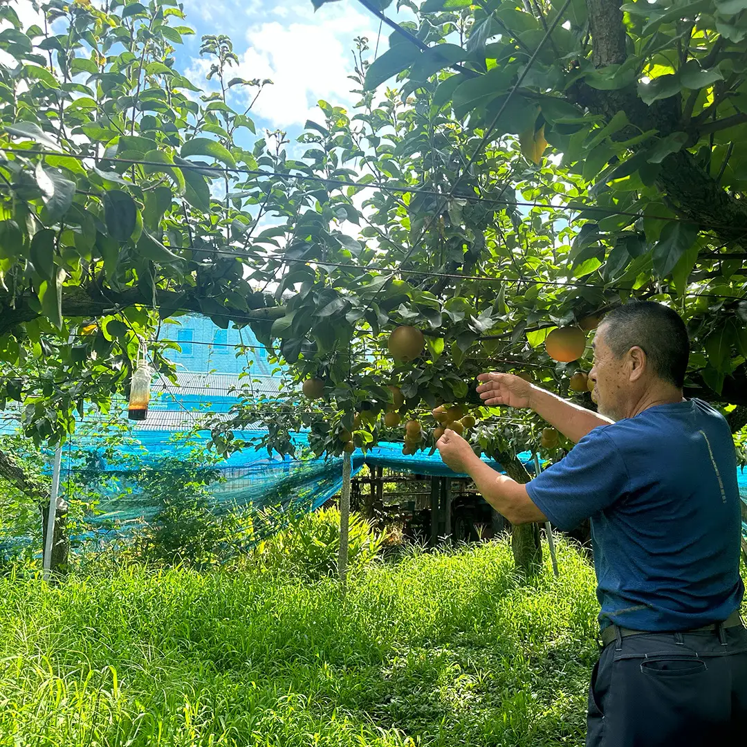 豊水 超大玉 約 3kg 3～4玉 (茨城県共通返礼品:かすみがうら市) 2026年 マスカット ぶどう 葡萄 ブドウ フルーツ 果物 くだもの 旬 食べ比べ セット 詰め合わせ 国産 産地直送 ギフト 贈答 プレゼント 手土産 お土産 [DH023sa]