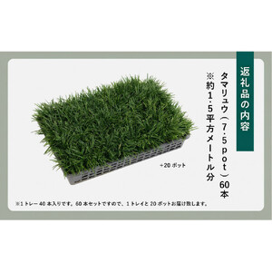 【産地直送】元気なタマリュウ(7.5pot)60本セット[約1.5平方メートル分]