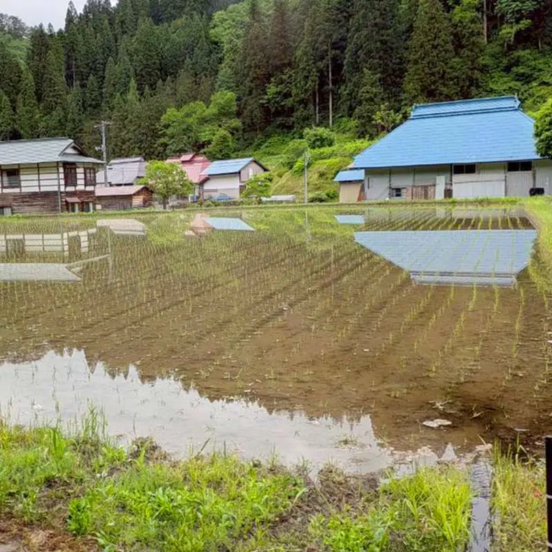【令和7年産米】三島町産コシヒカリ 精米10㎏ FAG-0060
