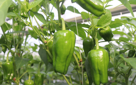 苦味が少なくておいしい！ 高見農園 のこだわり 新鮮 ピーマン 1kg 野菜 ベジタブル ぴーまん ハウス ハウスピーマン ハウス栽培 惣菜 国産 産地直送 旬 高知県 四万十 しまんと【発送時期：10月～6月】26-0036