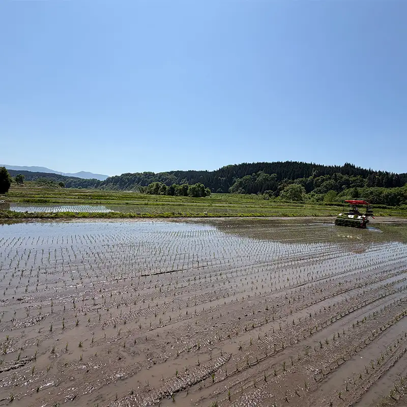 ＜先行予約＞令和8年産【精米】雪若丸5kg（マイスター監修） 米 お米 白米 ご飯 ブランド米 山形 金山町 F4B-0769