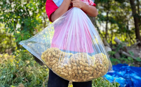 沖縄の味を一日体験 〈落花生収穫～ジーマミー豆腐作り〉1名様