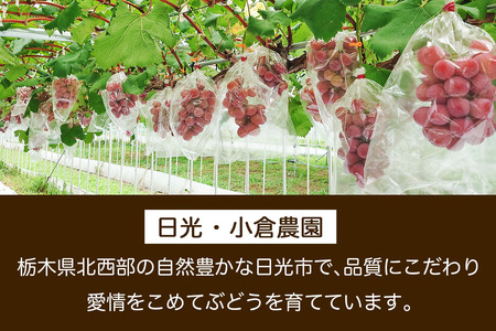 日光産シャインマスカットとクイーンニーナの食べ比べセット《2026年9月上旬より順次発送》ぶどう [0911]