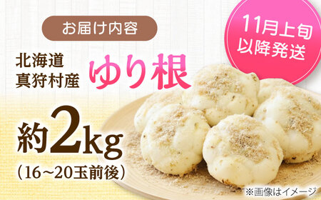 【2026年11月上旬以降発送】 ゆり根 Lサイズ 約2kg | ゆり根 ゆりね 野菜 冬野菜 産地直送 北海道 | 道の駅 真狩フラワーセンター[BPAM002]