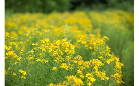 セントジョーンズ・サポートオイル リラックス 65ml | マッサージオイル 保湿 スキンケア オーガニック 美容 | 道の駅 真狩フラワーセンター[BPAM013]