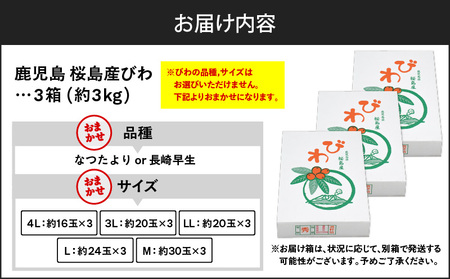 旬の朝採り！ 鹿児島 桜島産びわ 3箱（秀品） K343-001_03 果物 フルーツ