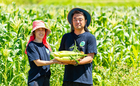 朝採れ 濃い甘さの白いとうもろこし ホワイトコーン 13本 個包装 野菜 とうもろこし トウモロコシ コーン  白とうもろこし  甘い 美味しい 旬 夏野菜 淡路島 洲本市 お届け：2026年6月中旬～7月上旬