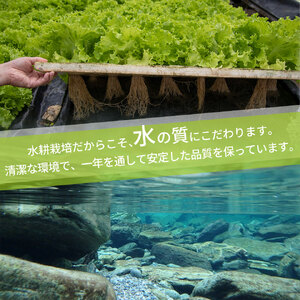 【ふるさと納税】 ＜佐川町産 リーフレタス 10袋＞水耕栽培 野菜 高知 新鮮 西村農園 【冷蔵】