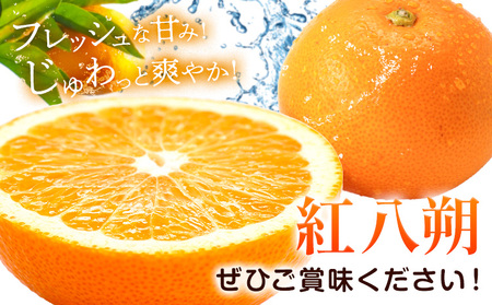はっさく 紅八朔 約5kg