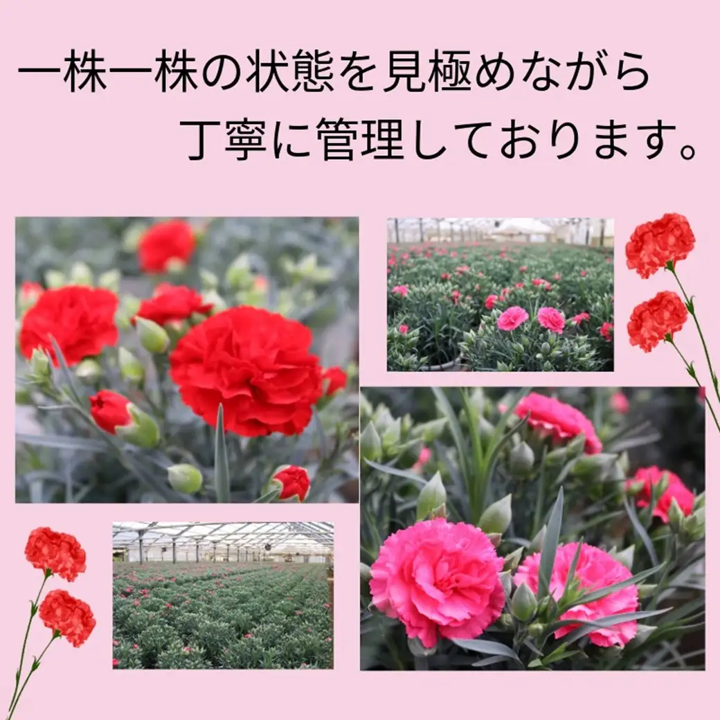 カーネーション 5号 1鉢 母の日 色 種類 おまかせ