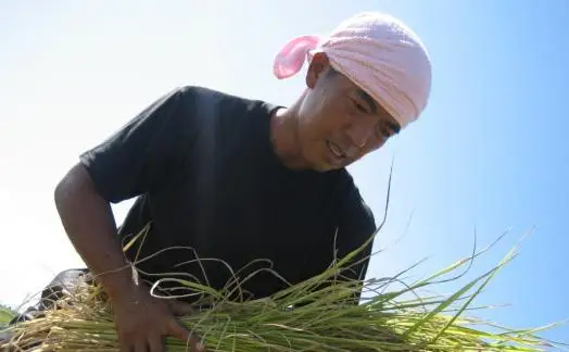 【令和７年産】南魚沼産コシヒカリ無洗米５kg