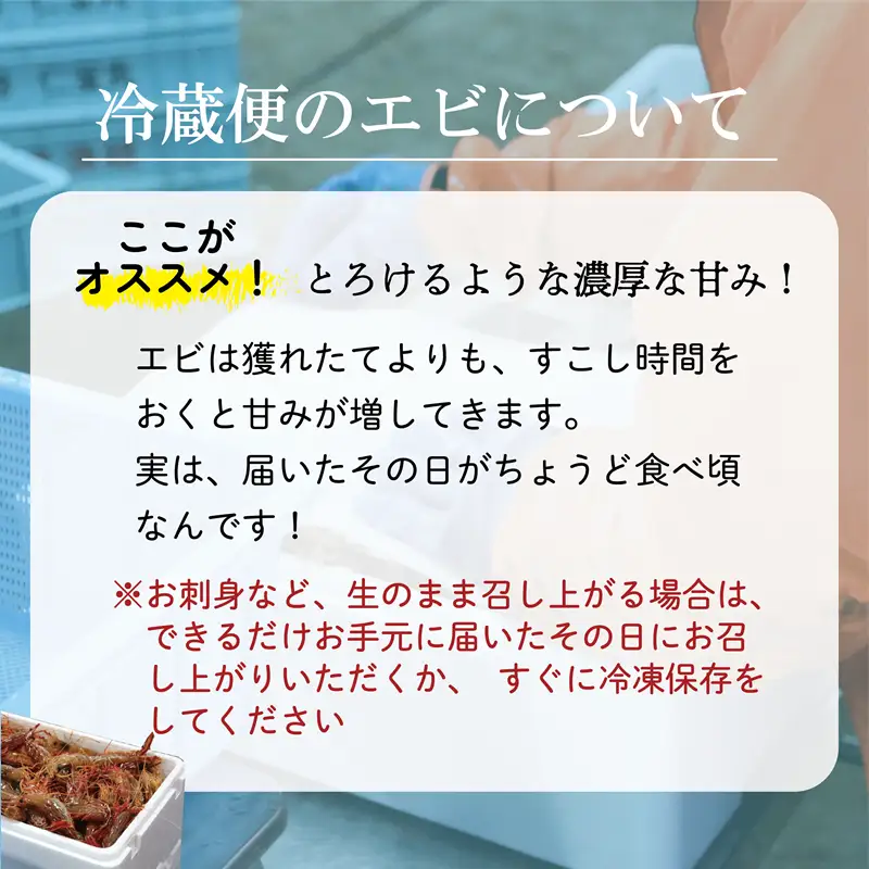 ＜ボタンエビ・シマエビ(冷蔵) 1kg(各500g)＞北海道乙部町産 産地直送