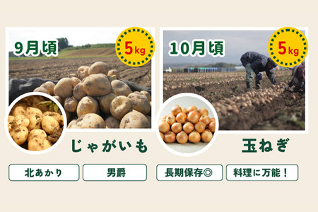旬の野菜セット 5回 定期便  新鮮な野菜 百合 美瑛の四季【令和8年産予約受付】 