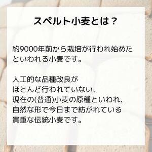 じゅわっと美味しい 粗塩ぱんセット 計12個セット 古代小麦 食物繊維 スペルト小麦 朝食 昼食 ランチ 軽食 おやつ 食品 F7X-0789