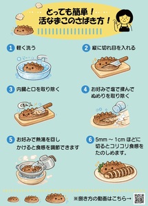 北海道浦河産『活なまこ』1kg※不在日・日付指定対応不可※[06-1591]