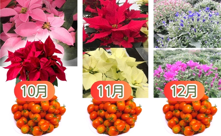 モリヒロ園芸が育てたお花とトマトの12ヶ月定期便 植物 野菜 ミニトマト 