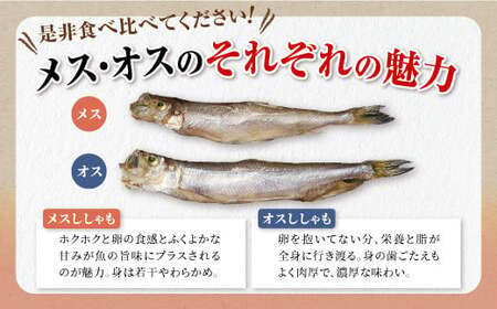 しらぬか産 本ししゃも 60尾 オスメス 各30尾 ししゃも シシャモ 子持ちししゃも 卵 魚卵 魚 魚介 国産 北海道 北海道産 ふるさと納税_A042-1021
