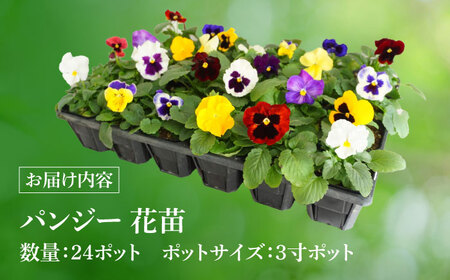 【10月末より順次発送】 生産者直送！ パンジー 花苗 24ポットセット / 瑞浪市 中山園芸 苗 花 お花 生花 フラワー ガーデニング[AZDC009]