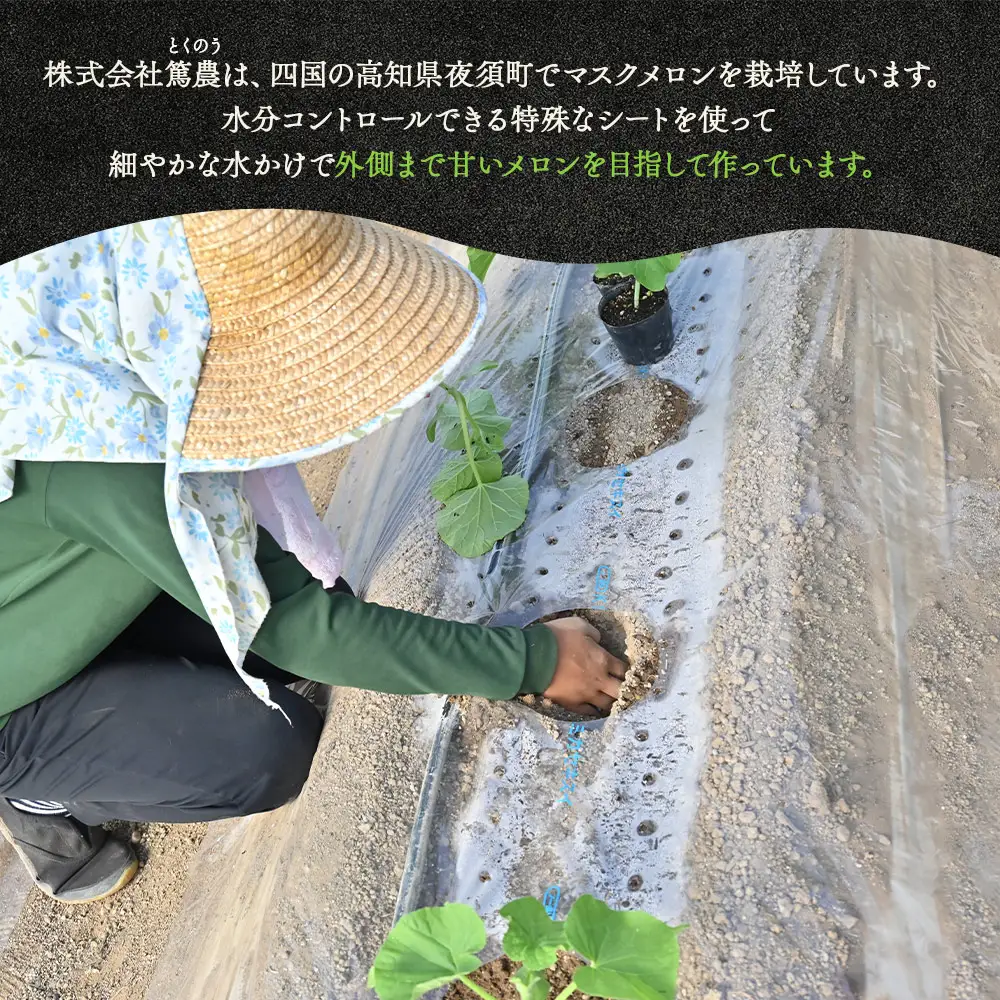 【12回定期便】マスクメロン（贈答用） 1玉入 青肉品種 高級メロン！ ／ マスクメロン 果物 フルーツ ギフト 農家直送 Wtn-0052