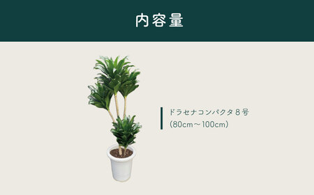 観葉植物 ドラセナコンパクタ8号（約H80cm～100cm） / 秦野 神奈川 インテリア オシャレ 室内