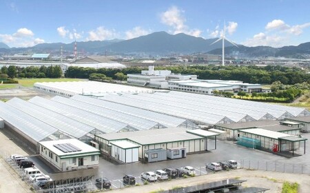 水耕栽培 リーフレタス「うるおい野菜」6個セット 野菜 フリルレタス ピュアヴェール グリーンマリーゴールド モコヴェール セット 福岡県 北九州市