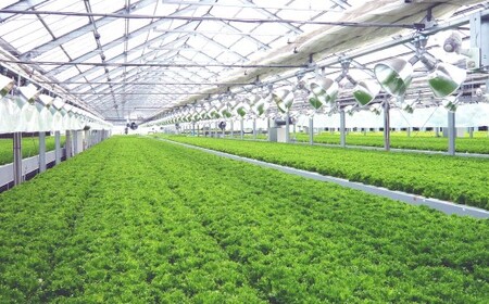 【定期1ヶ月毎3回】水耕栽培 リーフレタス「うるおい野菜」28個セット 野菜 フリルレタス ピュアヴェール グリーンマリーゴールド モコヴェール 定期便 セット 福岡県 北九州市
