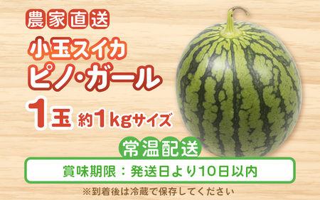 【先行予約】福井県産小玉スイカ ピノ・ガール農家直送 砂丘地栽培 約1kgサイズ 1玉【2026年7月中旬以降順次発送予定】 [A-21804]