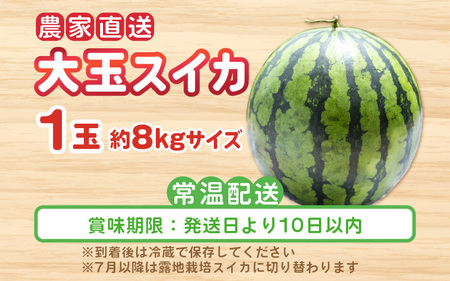 【先行予約】農家直送 砂丘地ハウス栽培 福井県産大玉スイカ 8kgサイズ 1玉【2026年6月中旬以降順次発送予定】 [B-21801]