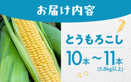 ＜先行予約＞ 朝採り とうもろこし 10本～11本 とうもろこし 冷蔵 糖度 フルーツ くらい 甘い 田原市 トウモロコシ コーン おやつ スイーツ コーンスープ にも 事前予約 旬 夏 初夏 野菜 やさい
