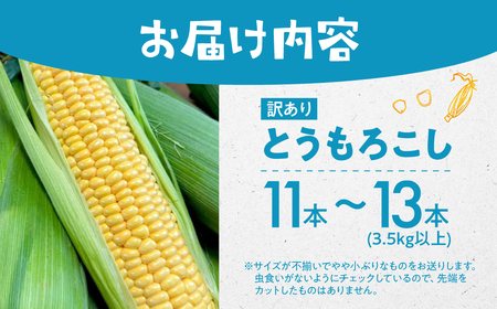 ＜先行予約＞ 朝採り とうもろこし 訳ありも選べる 11本～13本 (3.5kg以上) 訳あり とうもろこし 冷蔵 糖度 フルーツ くらい 甘い 田原市 トウモロコシ コーン おやつ スイーツ コーンスープ にも 事前予約 旬 夏 初夏 野菜 やさい