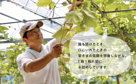 ピオーネ 岡山県産ぶどう 種なしご家庭用特大ピオーネ2房計1.3kg～ 【KF-B064-01】