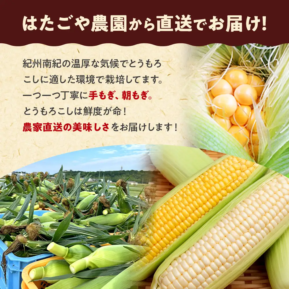 朝採 新鮮 白浜町産 ゴールドラッシュ とうもろこし 2Lサイズ 10～12本 はたごや農園