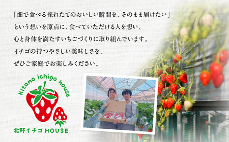 ブランドいちご 2P 約500g 紅ほっぺ 苺