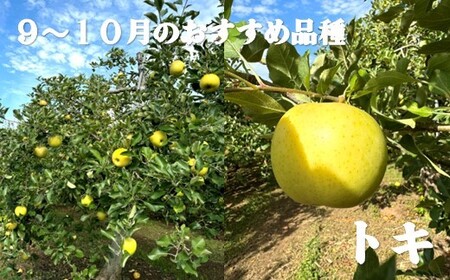 【北上市産 りんご 】＼ 予約受付 9月中旬より発送予定／ 旬を彩るおまかせパック【 厳選 / 贈答用 】 5キロ (約13～20玉) 林檎 リンゴ 国産 東北 岩手 産地直送 フルーツ 果物 岩手県 北上市 D0452 手土産 プレゼント 贈り物 季節限定 金鈴園
