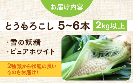朝採り当日発送！ とうもろこし ホワイト系 5本～6本 (2kg以上) ホワイトコーン 雪の妖精 ピュアホワイト 冷蔵 糖度 フルーツ メロン より 甘い 田原市 トウモロコシ コーン おやつ スイーツ コーンスープ 事前予約 夏 初夏 野菜