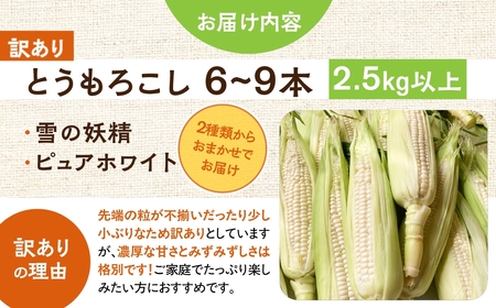 ＜先行予約＞ 朝採り当日発送！ 訳ありとうもろこし ホワイト系 6本～9本 (2.5kg以上) ホワイトコーン 雪の妖精 ピュアホワイト 冷蔵 糖度 フルーツ メロン より 甘い 田原市 トウモロコシ コーン おやつ スイーツ コーンスープ 事前予約 夏 初夏 野菜