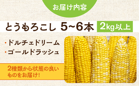 ＜先行予約＞ 朝採り当日発送！ とうもろこし イエロー系 5本～6本 イエロー バイカラー ゴールドラッシュ ドルチェドリーム 冷蔵 糖度 甘い 田原市 トウモロコシ コーン おやつ スイーツ コーンスープ 事前予約 夏 初夏 野菜