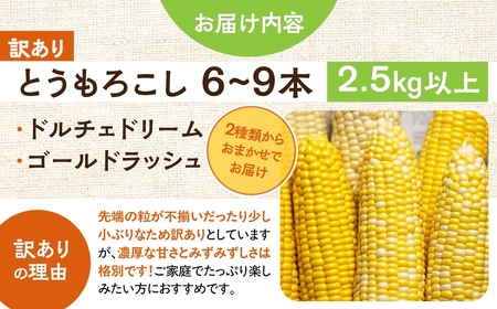＜先行予約＞ 朝採り当日発送！ 訳あり とうもろこし イエロー系 6本～9本 イエロー バイカラー ゴールドラッシュ ドルチェドリーム 冷蔵 糖度 甘い 田原市 トウモロコシ コーン おやつ スイーツ コーンスープ 事前予約 夏 初夏 野菜