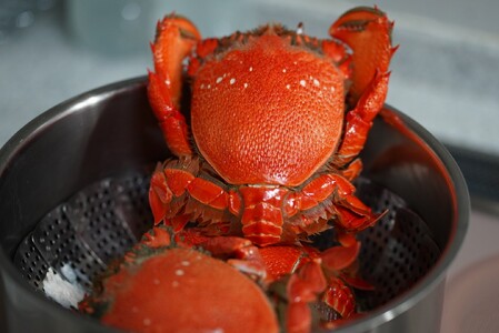 【3回 定期便 活冷凍 アサヒガニ 約２㎏ 】 アサヒガニ あさひがに 朝日蟹 蟹 かに カニ 活冷凍 活き 生 姿 冷凍 セット 詰め合わせ パスタ 味噌汁 焼ガニ 魚介類 海鮮 海の幸 産地直送 産直 旬 晩御飯 夕食 おかず 酒の肴 おつまみ 贅沢 自宅用 家庭用 お取り寄せ 美阿丸 高知県 室戸市