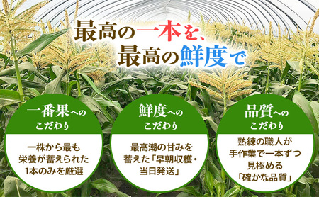 富良野の旬 まるごと贅沢セット PREMIUM 富良野メロン1玉/ホワイトコーン4本 [ メロン フルーツ 果物 とうもろこし とうきび コーン ホワイトコーン 野菜 北海道 富良野 ]