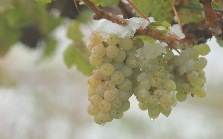 鶴沼収穫ワイン 【 ゲヴュルツトラミネール 】 白ワイン3本セット アルコール11.5％~12.5％ ライチ 白桃 柑橘 スパイス 酸味 お酒 酒 洋酒 アルコール 白ワイン 国産 北海道産 ぶどう 辛口