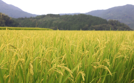 【全3回定期便】無洗米 夢つくし 10kg 精米 有限会社ファインリョーコク/桂川町[ADCE017]